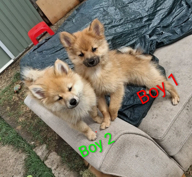1 boys