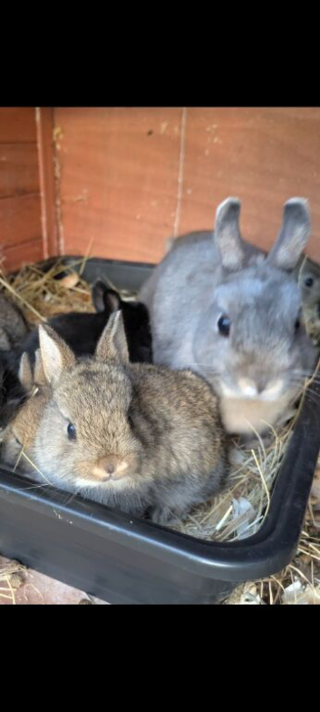 Female Netherland dwarf
