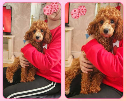 Toy poodle