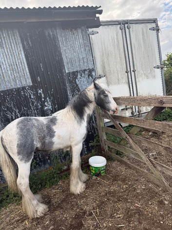 10 month old colt cob stunning