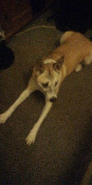 Akitia crossed grey hound