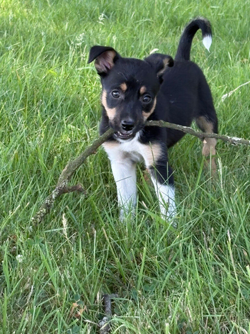 Lovely Border Collie x Kelpie puppies
