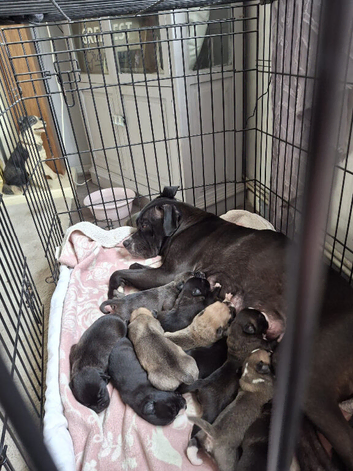 Cane corso x Siberian husky