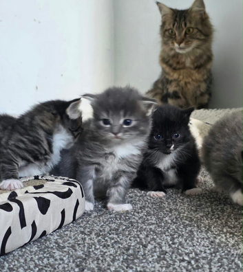 Maine Coon Cross kittens