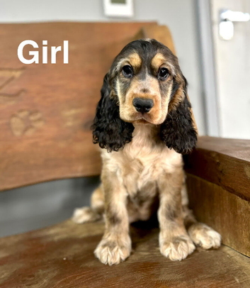 Beautiful cocker spaniel girl ready for a new home