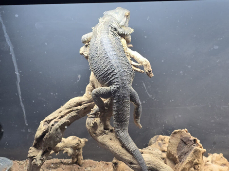 Flo the bearded dragon