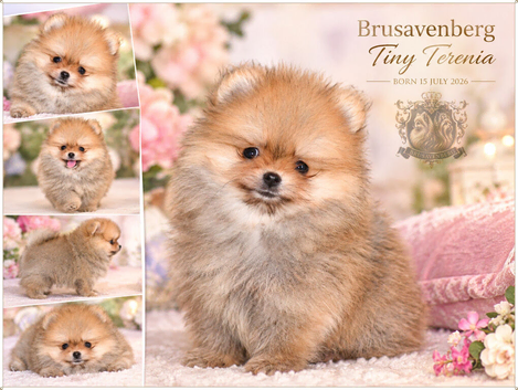 TINY FLUFF BALL RKC GIRL