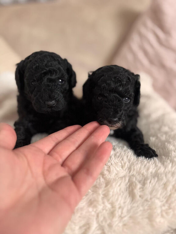 Toy poodle puppies