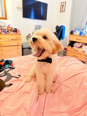 Male cockapoo puppy for sale