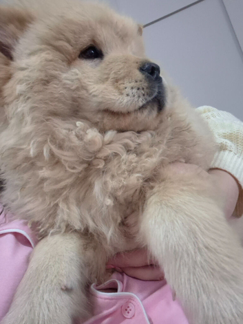 Chow chow puppies