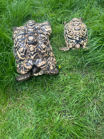 Male blonde leopard tortoise 6 year