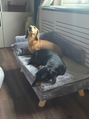 Adoption