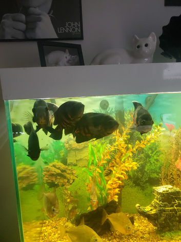5 tiger Oscar's
