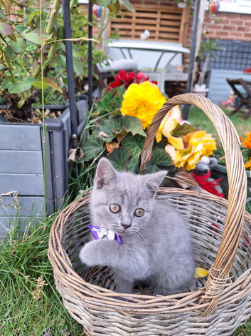 Pure breed Scottish Fold kittens for sale
