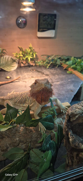 Female bearded dragon