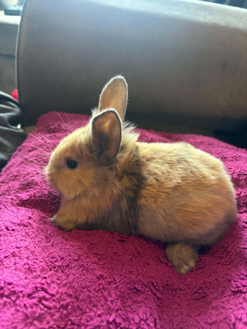 Baby mini lion lops
