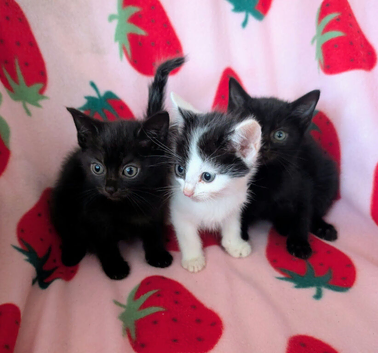 Very pretty kittens, wormed/flead/litter trained Prices vary