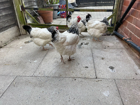 Four light Sussex hens