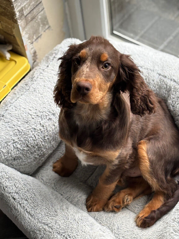 Girl spaniel