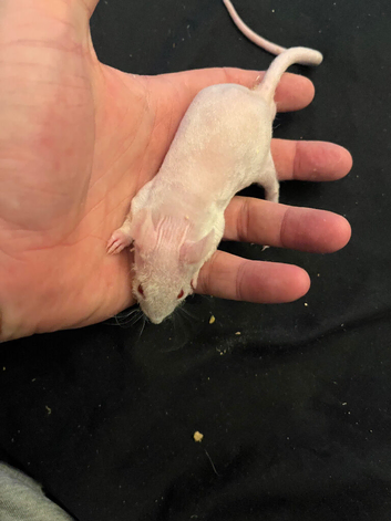 Males  6-8 weeks old