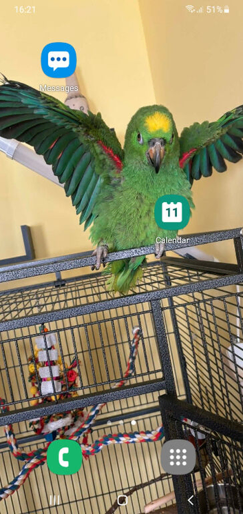 6 month old yellow head parrot