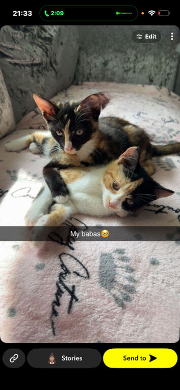2 Adorable Girl Kittens