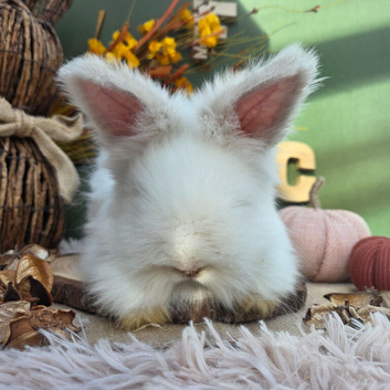 Maxi Angora Buck