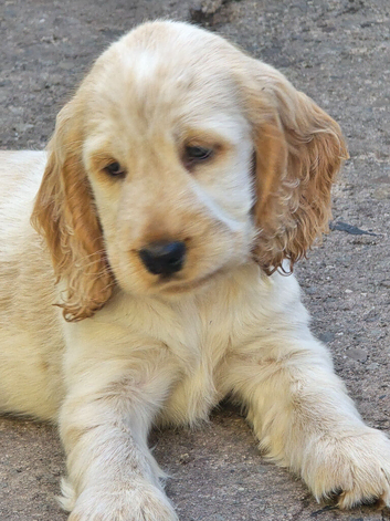 3 stunning babies available
