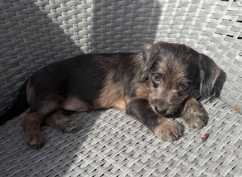 Daxipoo pups looking for there forever homes