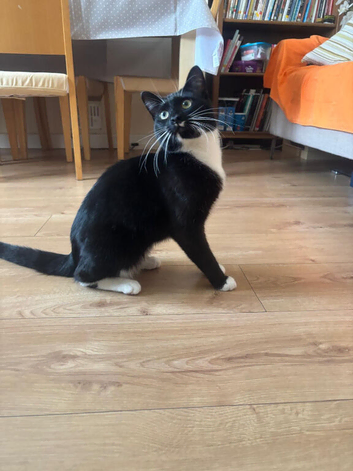 Tuxedo Cat