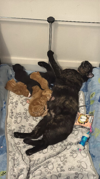 Ready 10th August Kittens