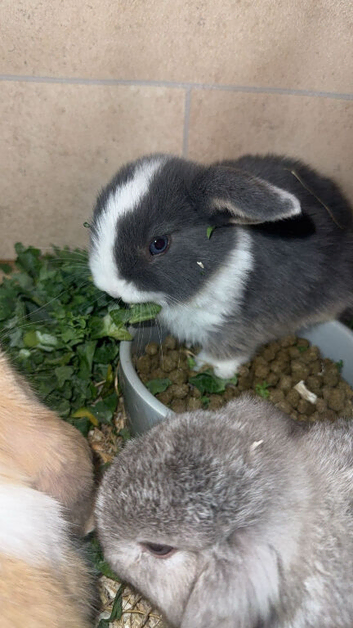 pure breed mini lop rabbits