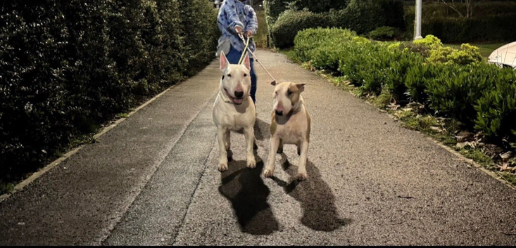 Two Adult Bull Terriers Looking for a Loving New Home &ndash; Male & Female
