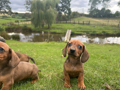 Beautiful dapple dachshund pups dapple tri
