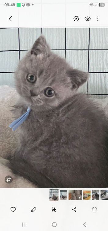Ready to leave cutest boy TICA registered