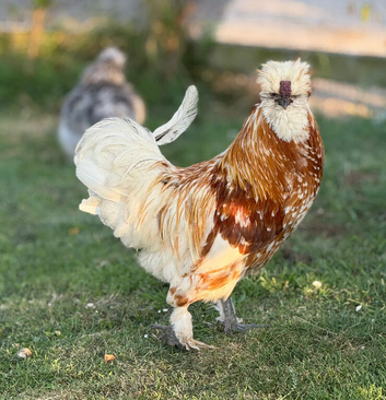 Polish cockerel