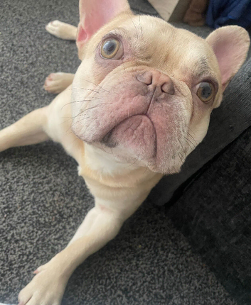 French bulldog