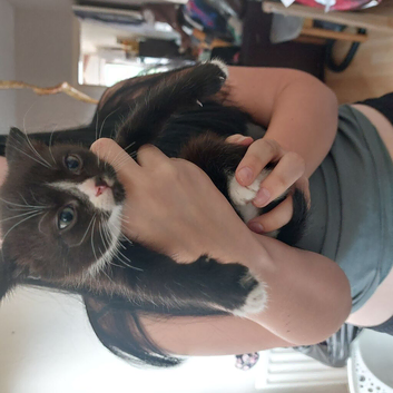 Kittens