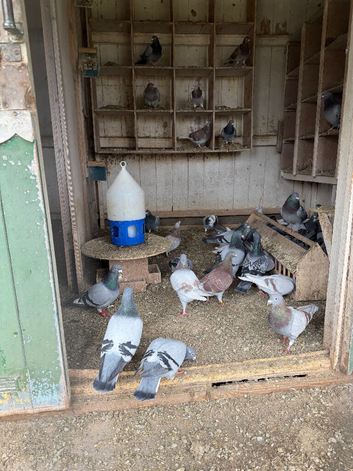 Pigeons
