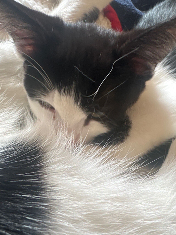 2 beautiful kittens ready now