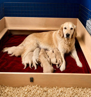 Golden retriver puppies