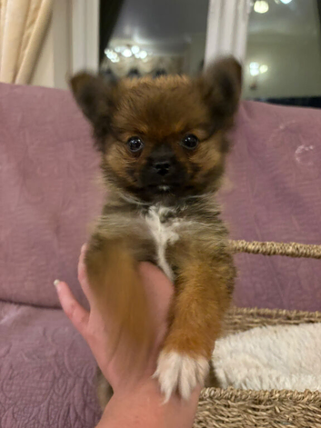 Griffon x Pomeranian girl for sale