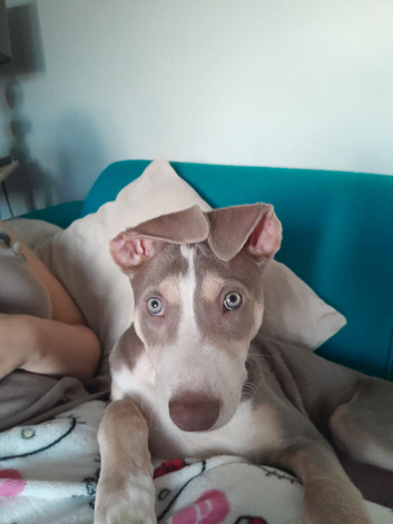 Bully lurcher