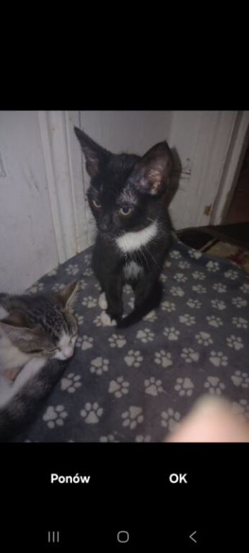 2 boys kittens left ready to go to new house