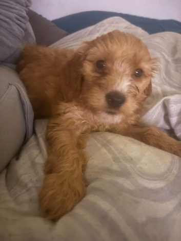 Cockapoo