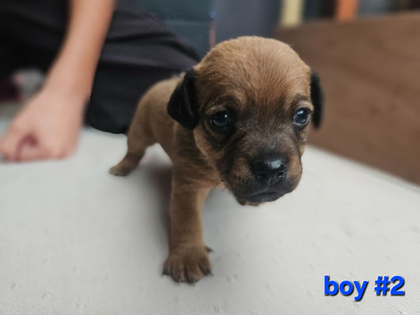 Gorgeous Jack Russell puppies