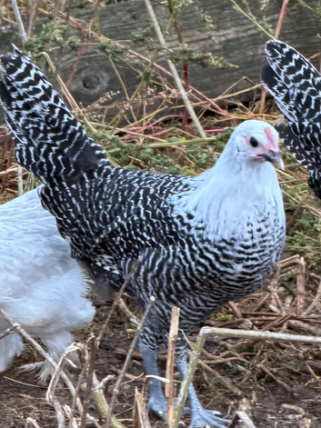 Silver campine girls for sale
