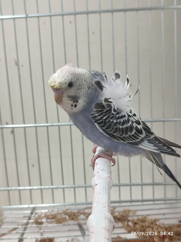 Budgies