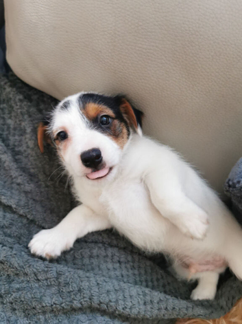 Jack Russell pups