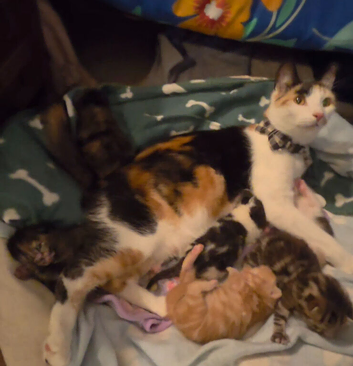 5 Kittens